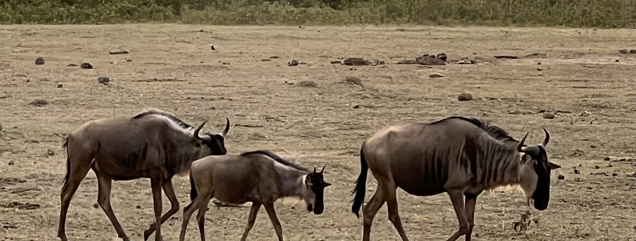 Wildebeest crossing open ground in Amboseli National Park, Kenya