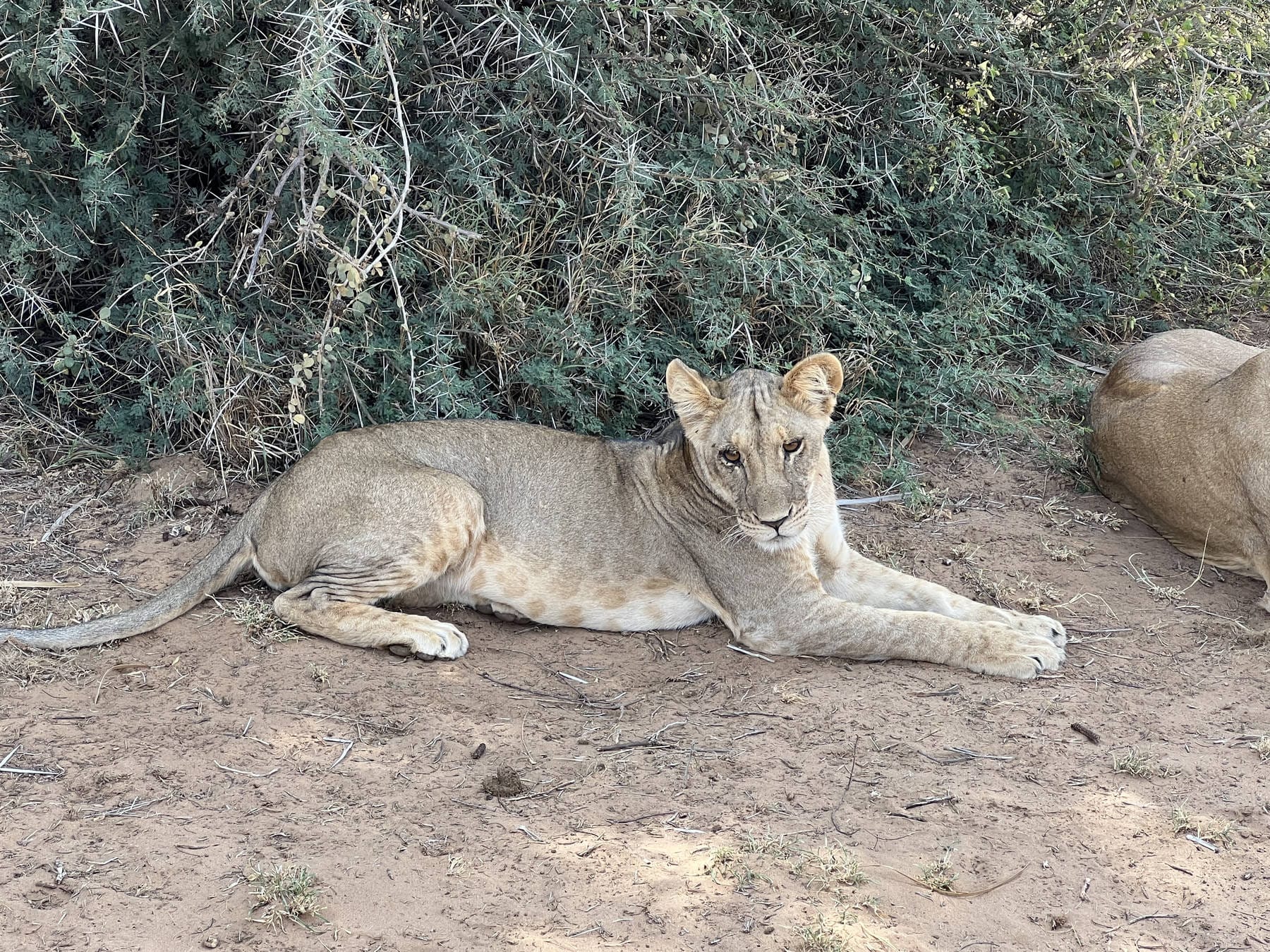 A young lion resting in the shade of a thornbush on an East Africa safari