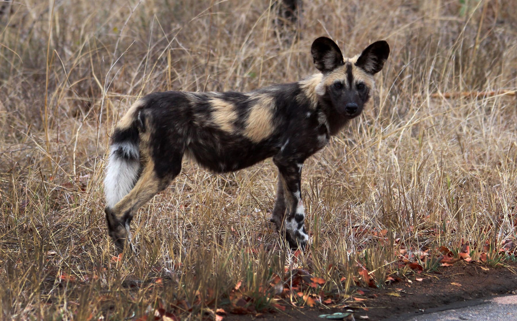 Malaria-free African wild dog pack in dry bushveld
