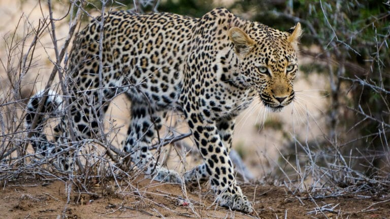 Leopard walking through dry grass