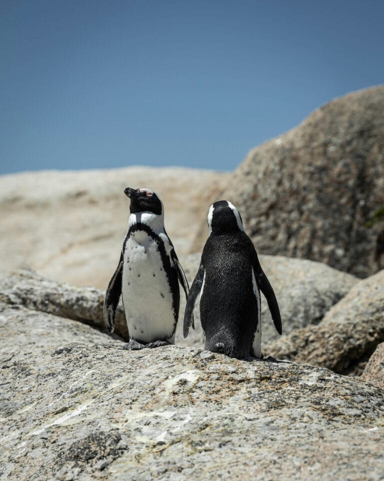 Two African penguins on granite boulders
