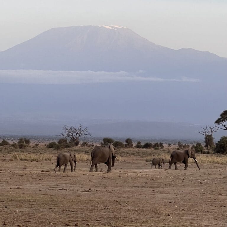Elephants crossing the plain beneath Mount Kilimanjaro, Amboseli National Park, Kenya