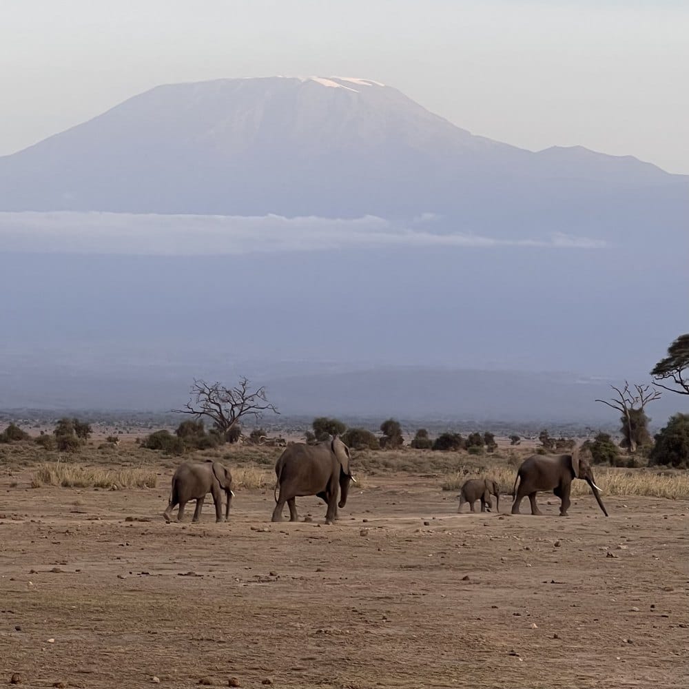 Elephants crossing the plain beneath Mount Kilimanjaro, Amboseli National Park, Kenya