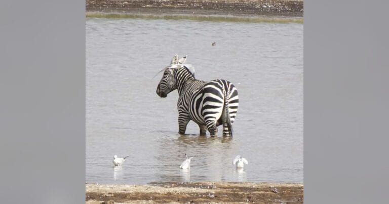 zebra standing in shallow water with birds, Kenya