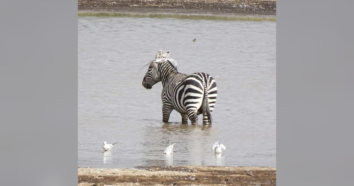 zebra standing in shallow water with birds, Kenya