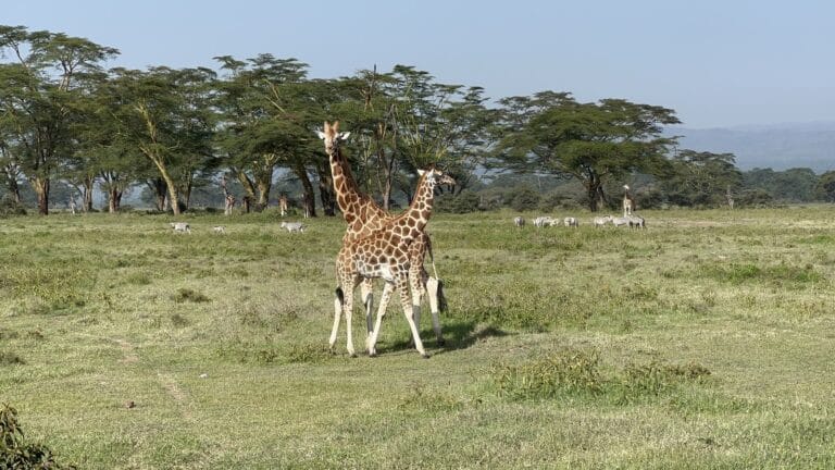 two giraffes among acacia trees on open grassland, Kenya