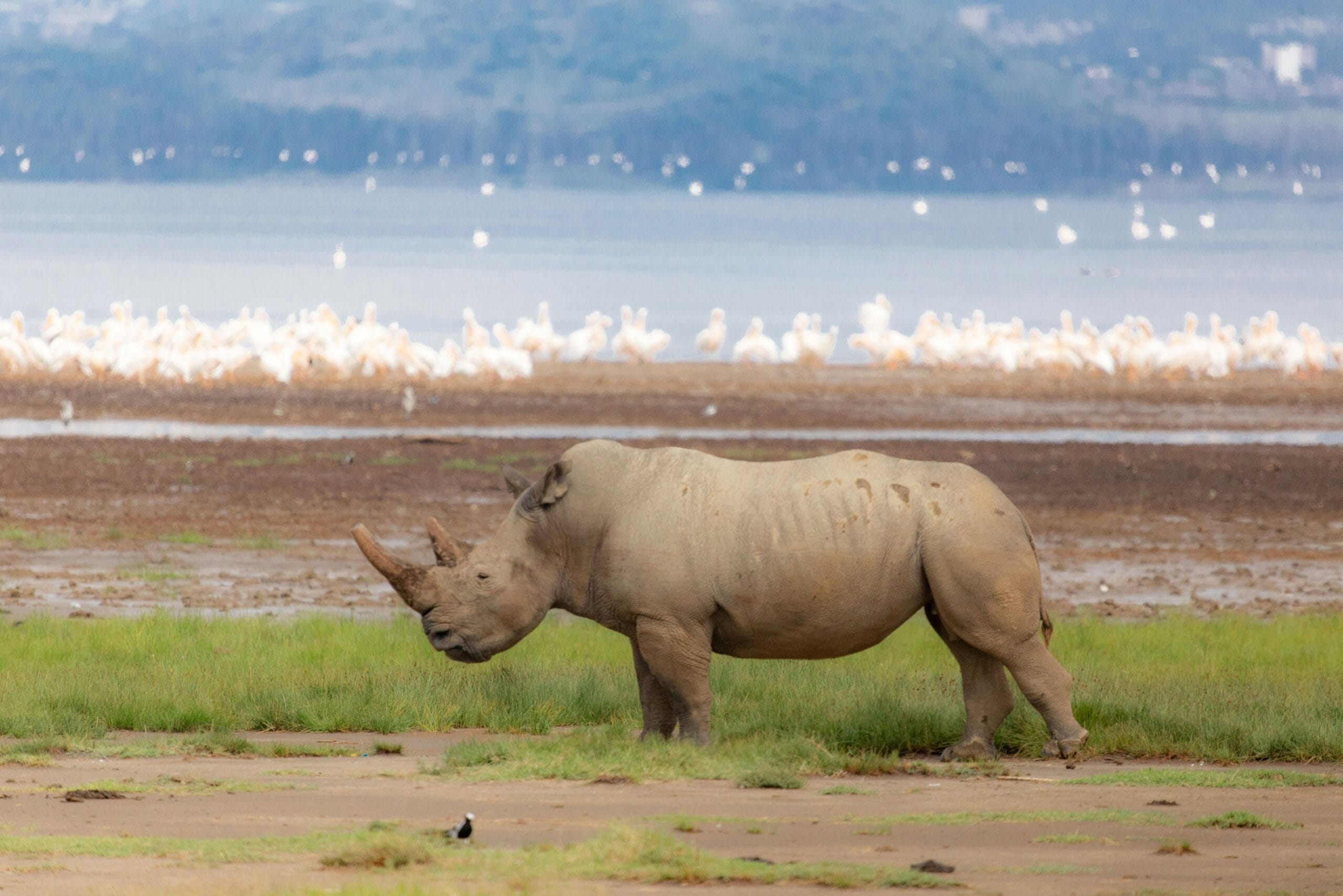 White rhino Lake Nakuru, Kenya