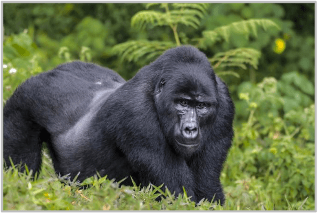 A mountain gorilla in the forest of Volcanoes National Park, Rwanda.