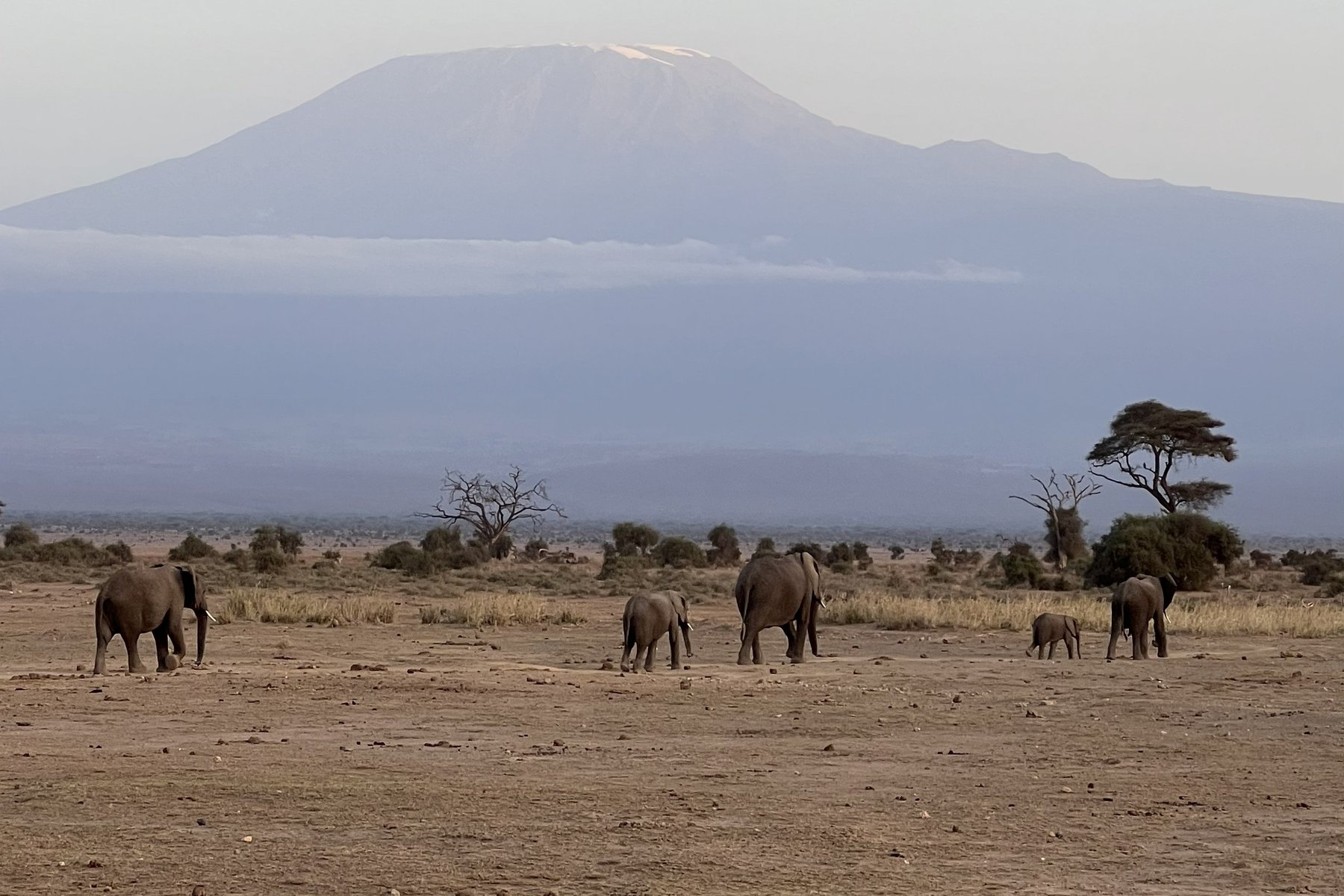 A family of elephants crossing open plain with Mount Kilimanjaro behind them at dawn