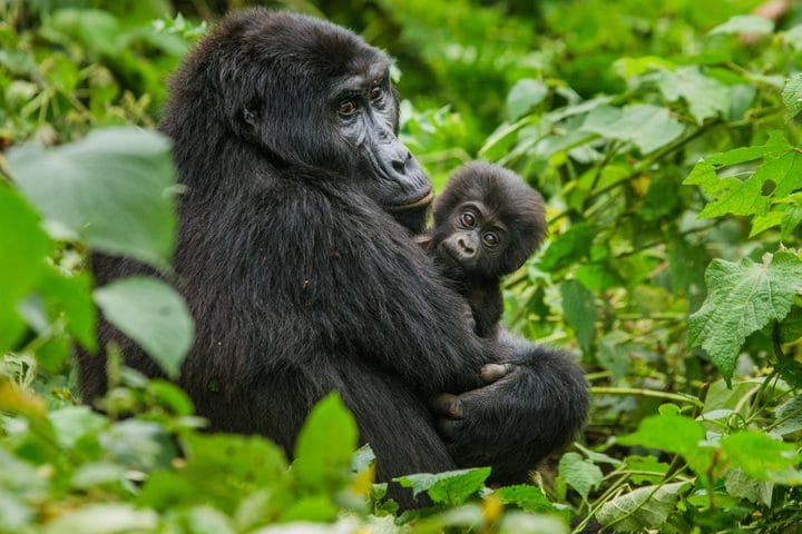 A mountain gorilla mother holding her infant in the forest, Volcanoes National Park, Rwanda.