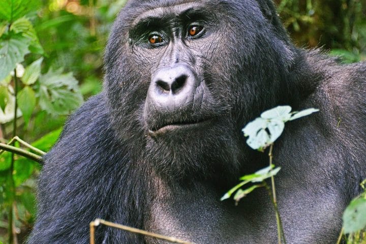 A silverback mountain gorilla in the forest of Volcanoes National Park, Rwanda