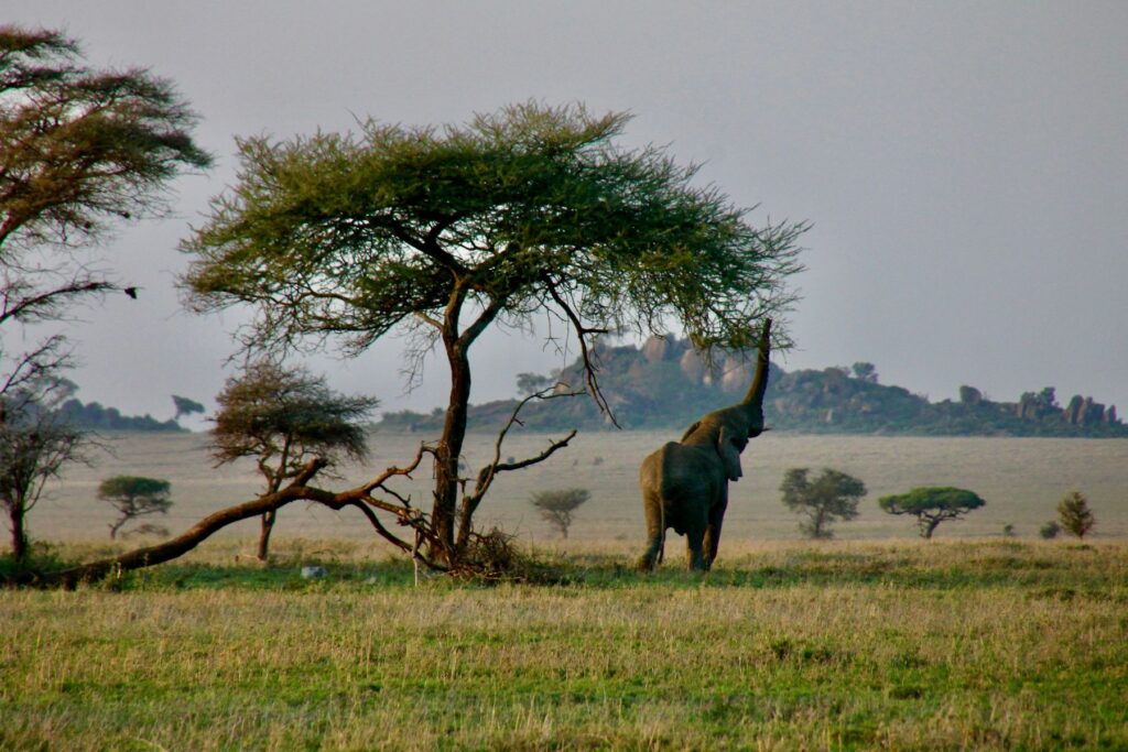 Open Serengeti plains with a lone acacia at sunset