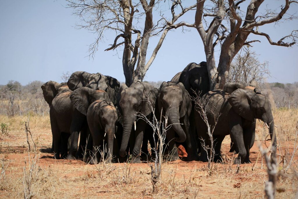 Elephants in Tarangire National Park