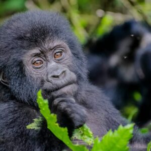 Baby mountain gorilla, Volcanoes National Park, Rwanda