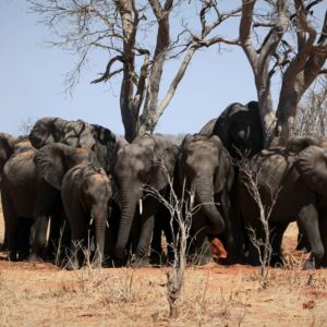Elephants in Tarangire National Park, Tanzania